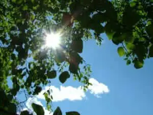 Himmel og træer
